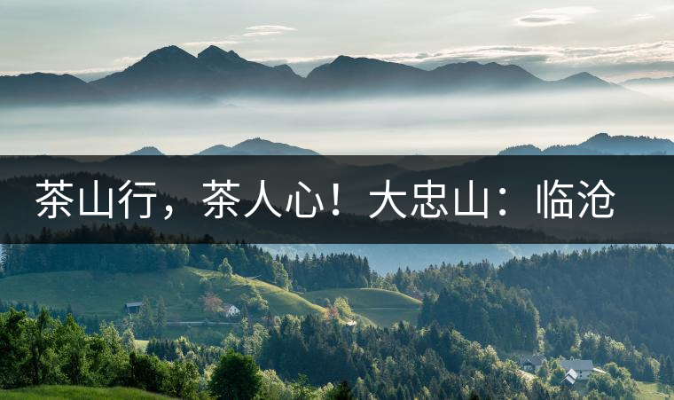 茶山行，茶人心！大忠山：臨滄之龍，雪山之熊