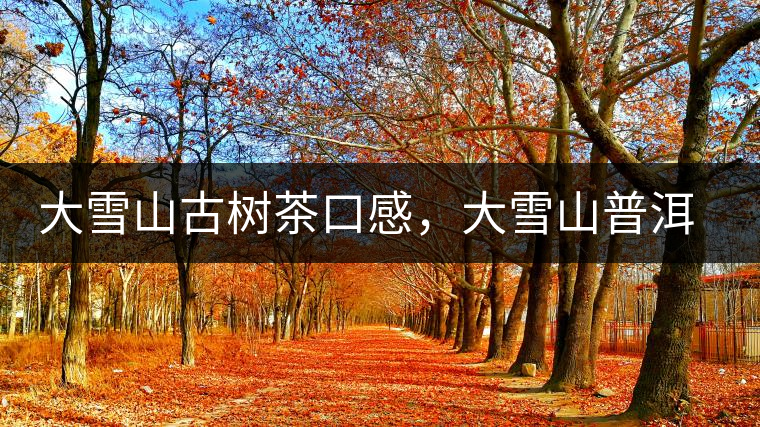 大雪山古樹茶口感，大雪山普洱茶價格