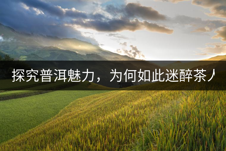 探究普洱魅力，為何如此迷醉茶人！