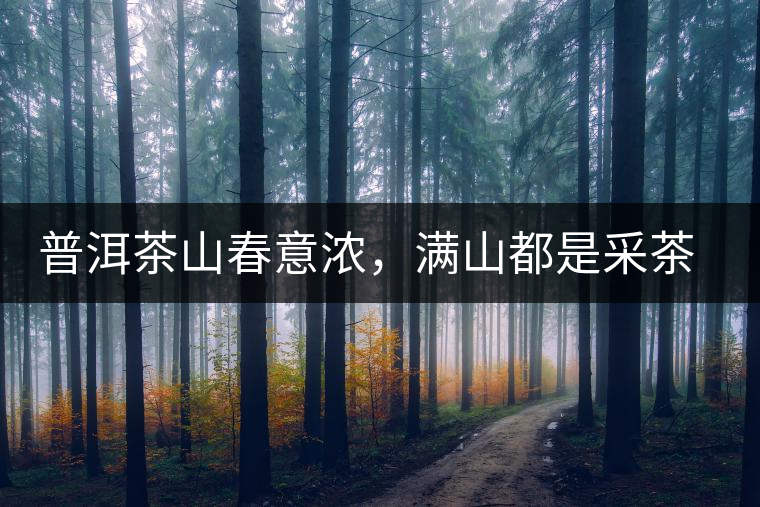 普洱茶山春意濃，滿山都是采茶人