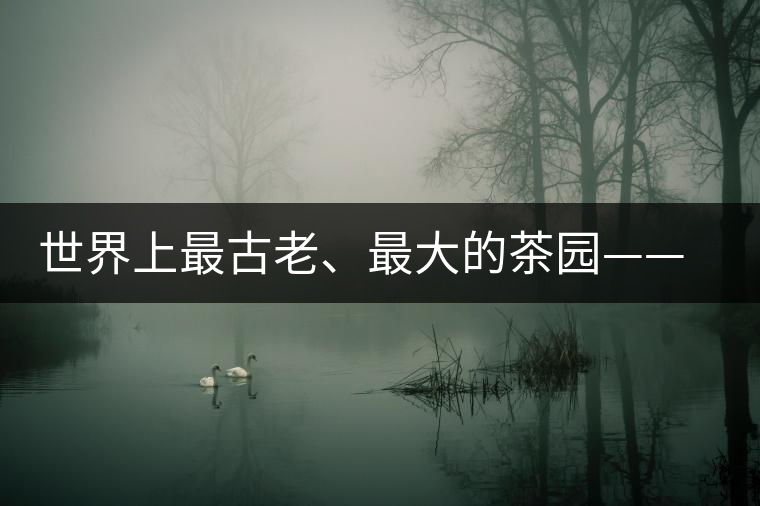 世界上最古老、最大的茶園——芒景