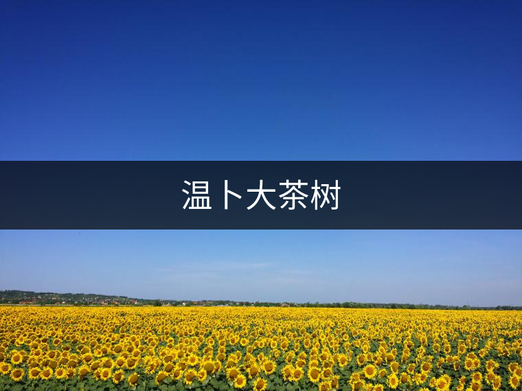 溫卜大茶樹 溫卜大茶樹