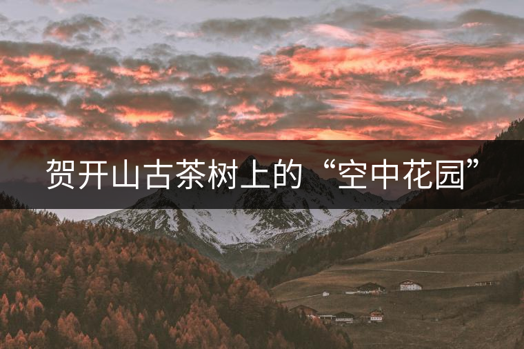 賀開(kāi)山古茶樹(shù)上的“空中花園”