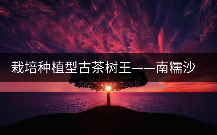 栽培種植型古茶樹王——南糯沙歸茶樹王 栽培種植型古茶樹王——南糯沙歸茶樹王