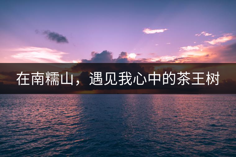 在南糯山，遇見我心中的茶王樹