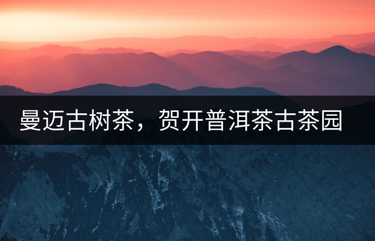 曼邁古樹茶，賀開普洱茶古茶園的華彩綻放