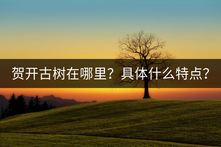 賀開古樹在哪里？具體什么特點(diǎn)？