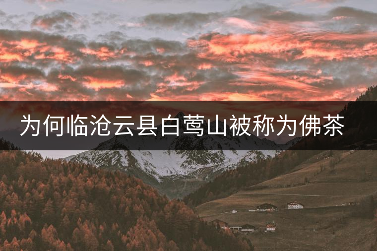 為何臨滄云縣白鶯山被稱為佛茶圣地？