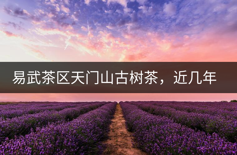 易武茶區(qū)天門山古樹茶，近幾年的熱門山頭