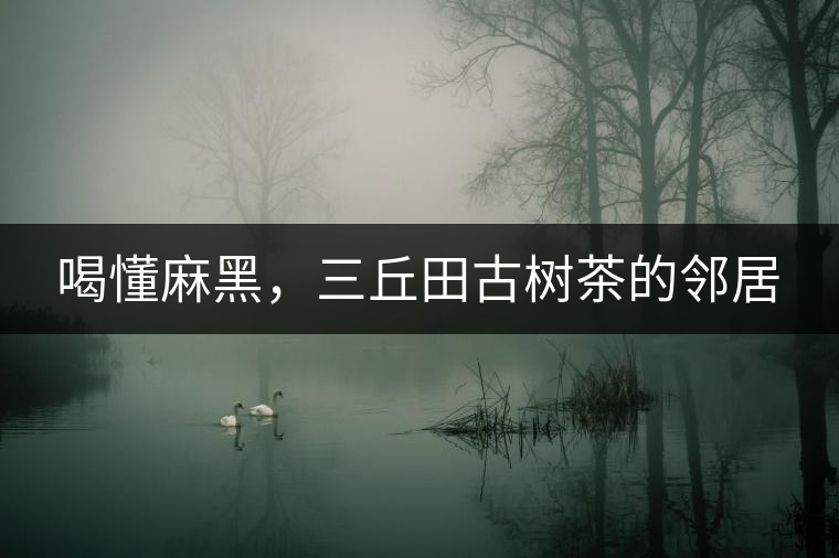 喝懂麻黑，三丘田古樹(shù)茶的鄰居