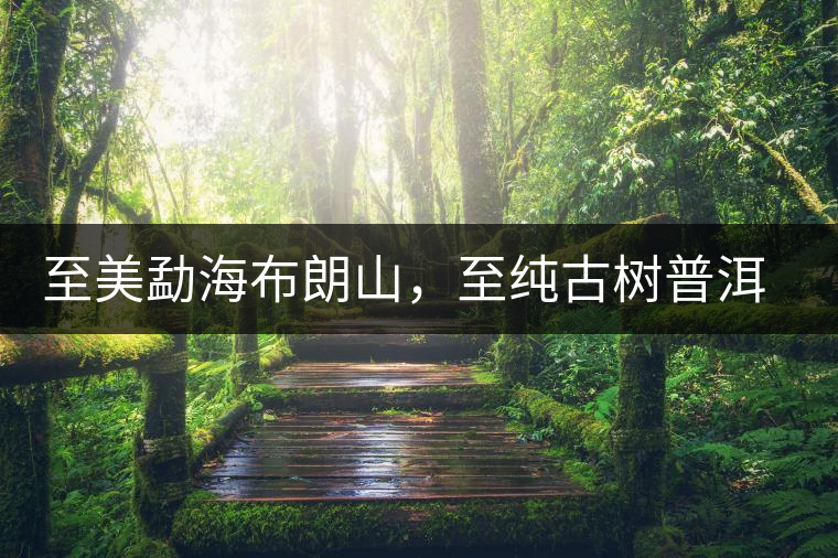 至美勐海布朗山，至純古樹普洱茶