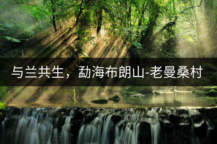 與蘭共生，勐海布朗山-老曼桑村特點(diǎn)介紹
