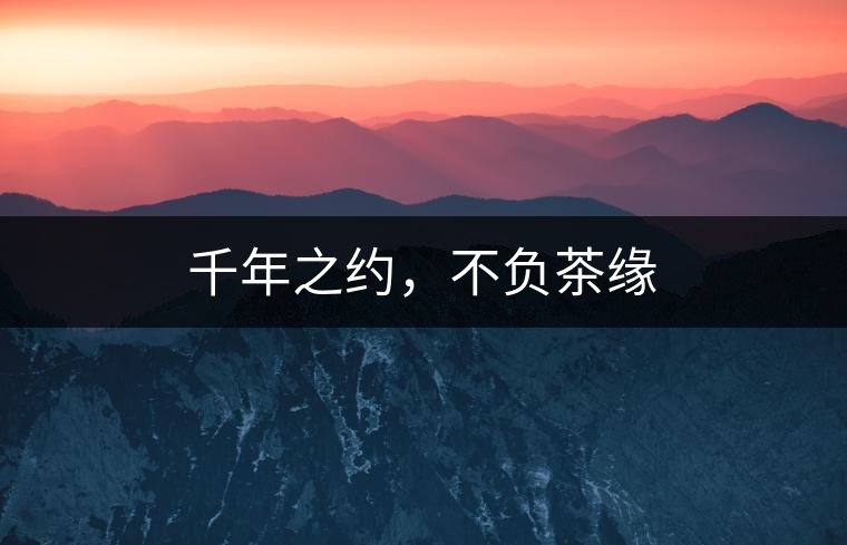 千年之約，不負(fù)茶緣