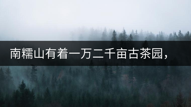 南糯山有著一萬(wàn)二千畝古茶園，還有一棵枯死八百年樹(shù)齡的茶王樹(shù)