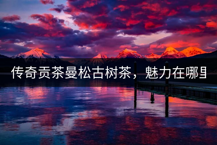 傳奇貢茶曼松古樹茶，魅力在哪里？