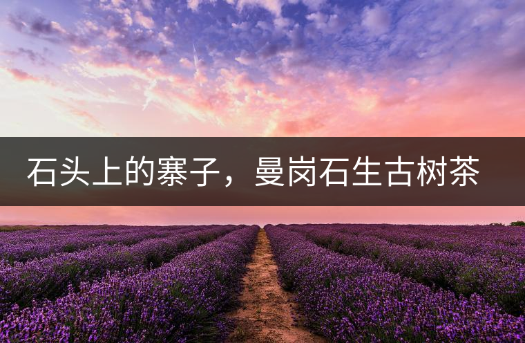 石頭上的寨子，曼崗石生古樹茶特點(diǎn)介紹