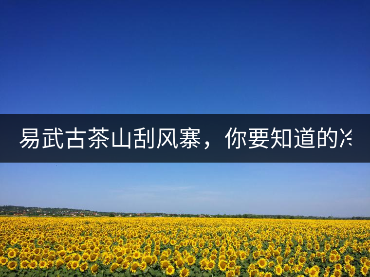 易武古茶山刮風(fēng)寨，你要知道的冷知識(shí)！