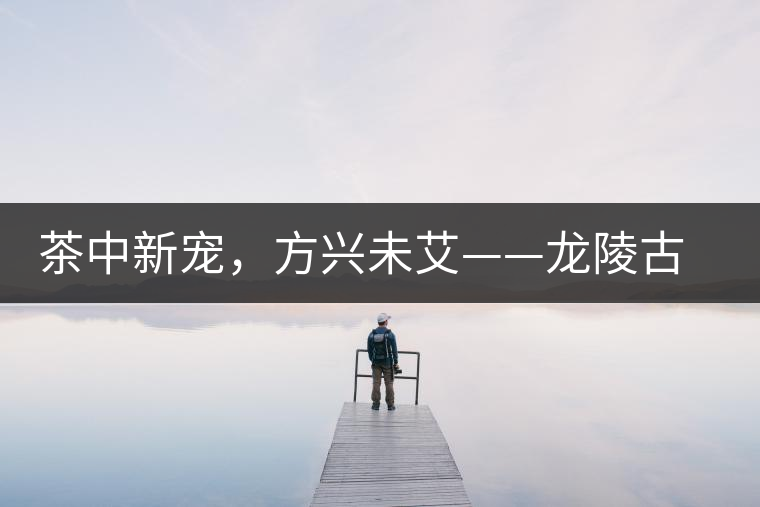茶中新寵，方興未艾——龍陵古樹(shù)茶介紹