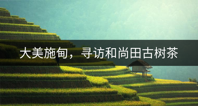 大美施甸，尋訪和尚田古樹茶