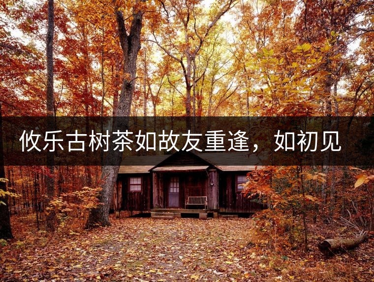 攸樂古樹茶如故友重逢，如初見傾心