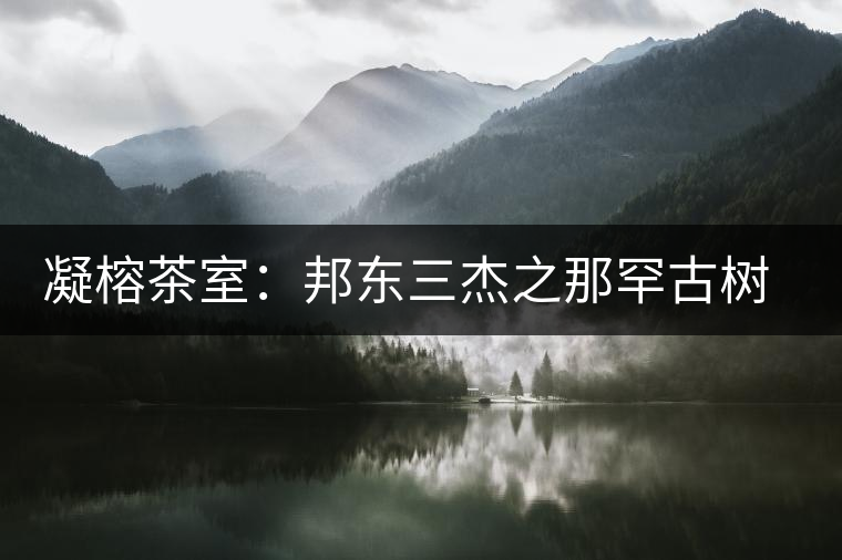 凝榕茶室:邦東三杰之那罕古樹生普 凝榕茶室:邦東三杰之那罕古樹生普