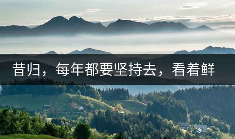 昔歸，每年都要堅(jiān)持去，看著鮮葉都是香甜的