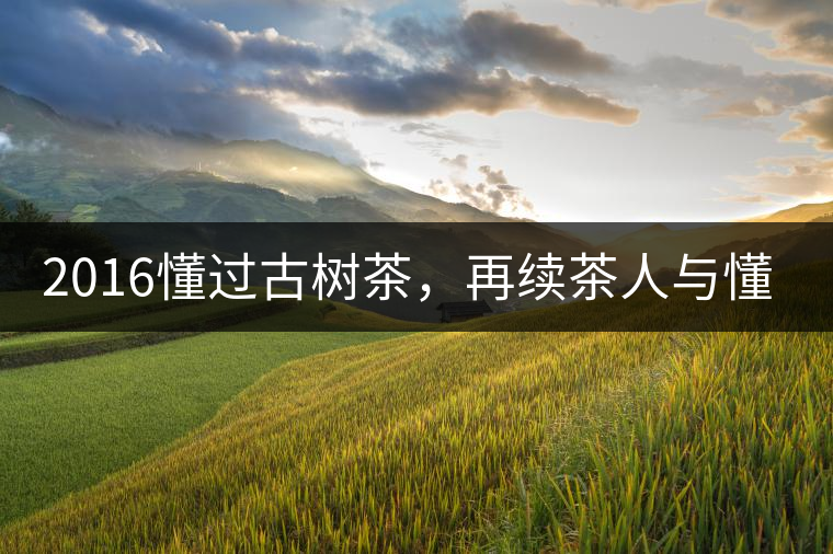 2016懂過古樹茶，再續(xù)茶人與懂過的故事