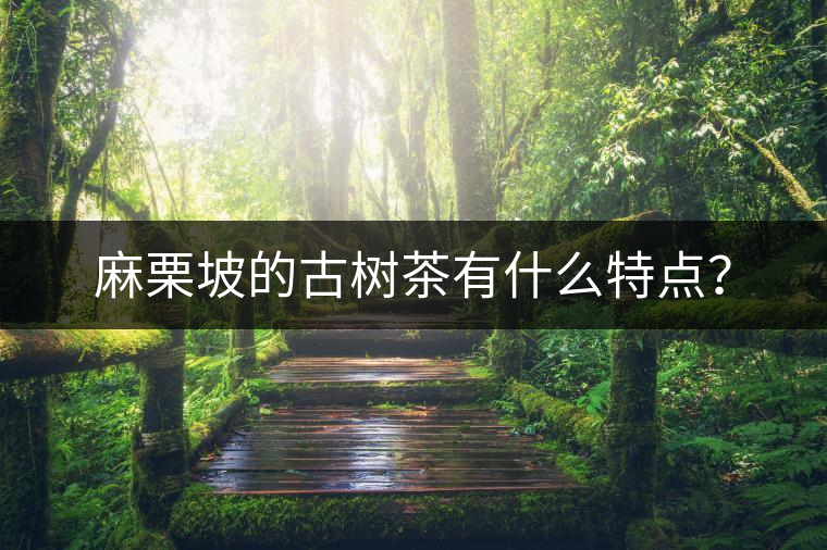 麻栗坡的古樹茶有什么特點(diǎn)？