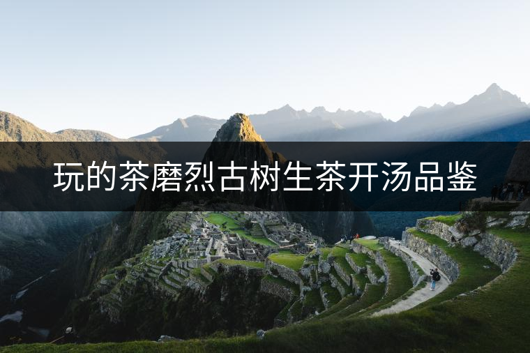 玩的茶磨烈古樹生茶開湯品鑒 玩的茶磨烈古樹生茶開湯品鑒