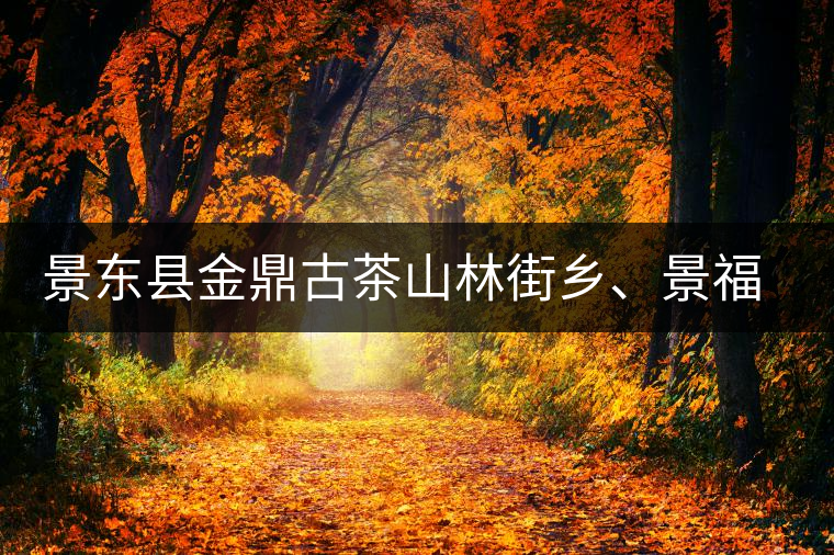 景東縣金鼎古茶山林街鄉(xiāng)、景福鄉(xiāng)、東鎮(zhèn)普洱茶