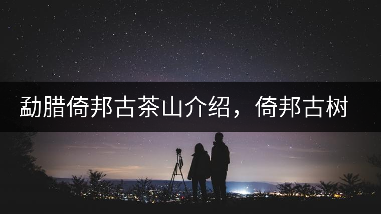 勐臘倚邦古茶山介紹，倚邦古樹茶口感特點