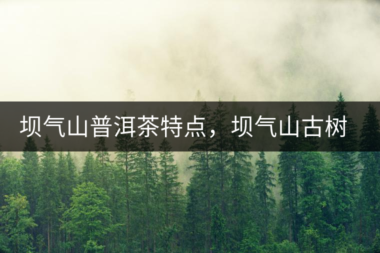 壩氣山普洱茶特點，壩氣山古樹茶介紹