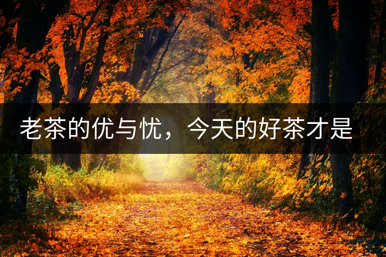 老茶的優(yōu)與憂，今天的好茶才是將來真正的老茶