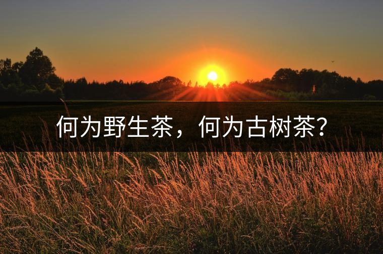 何為野生茶，何為古樹茶？
