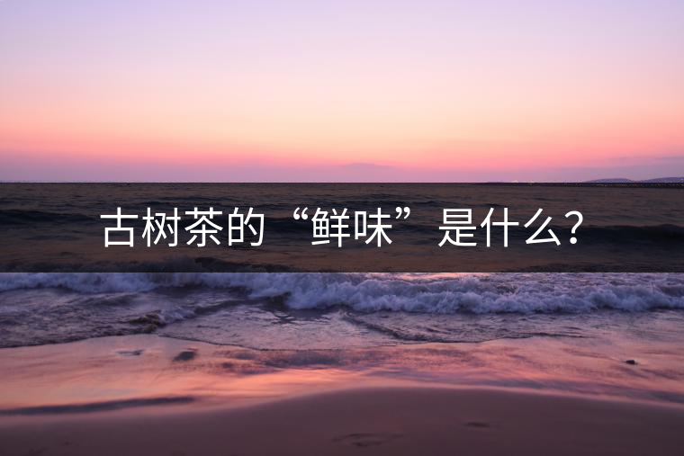 古樹(shù)茶的“鮮味”是什么？