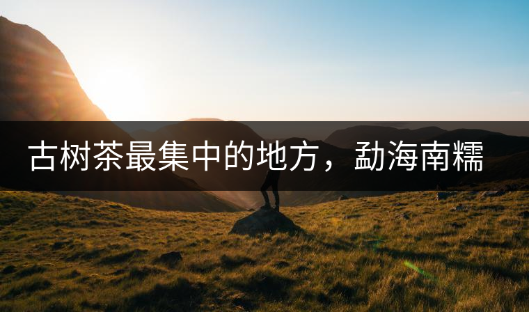 古樹茶最集中的地方，勐海南糯山古茶山介紹