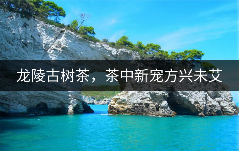 龍陵古樹茶，茶中新寵方興未艾