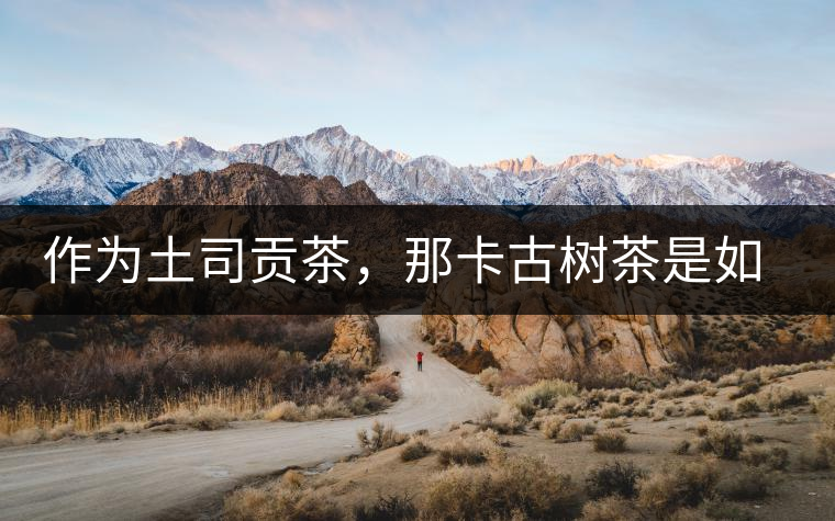 作為土司貢茶，那卡古樹茶是如何在眾多茶中脫穎而出的