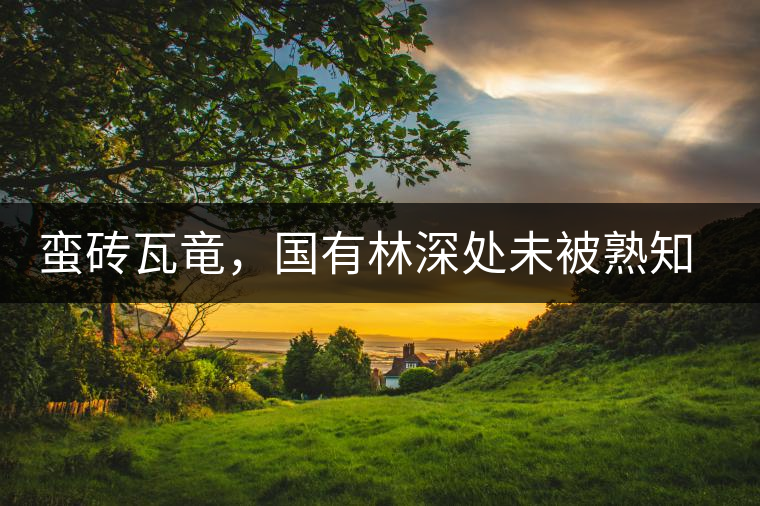 蠻磚瓦竜，國(guó)有林深處未被熟知的山頭