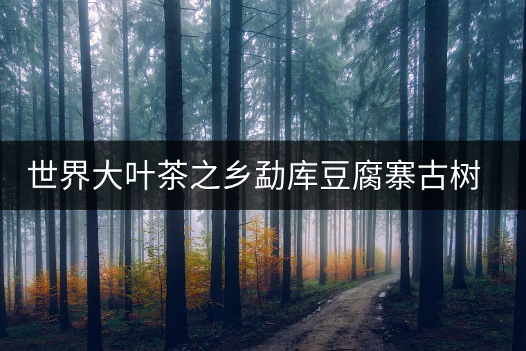 世界大葉茶之鄉(xiāng)勐庫(kù)豆腐寨古樹(shù)茶介紹