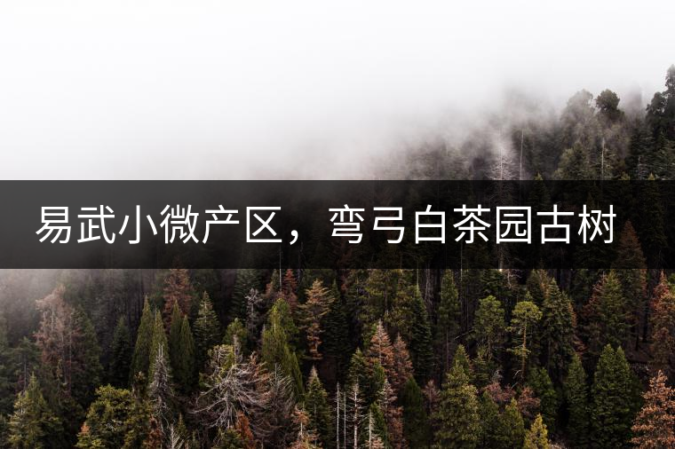 易武小微產(chǎn)區(qū)，彎弓白茶園古樹茶介紹