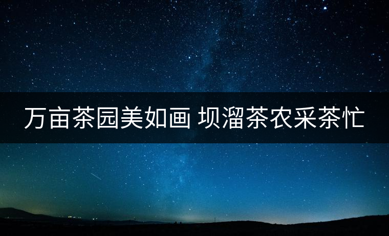 萬(wàn)畝茶園美如畫 壩溜茶農(nóng)采茶忙