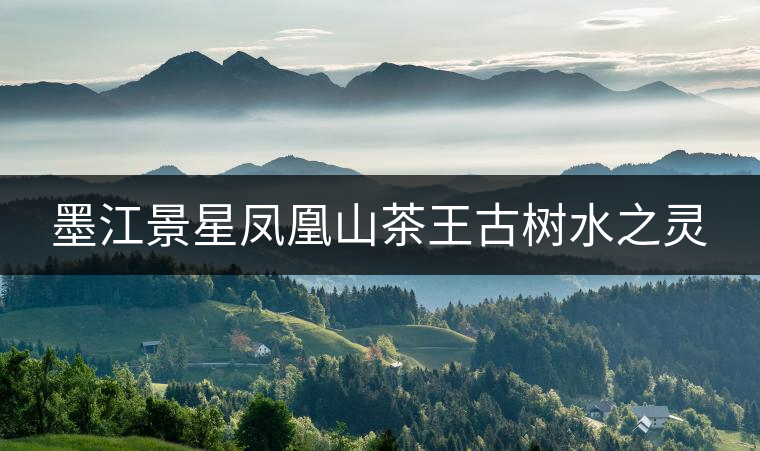 墨江景星鳳凰山茶王古樹水之靈