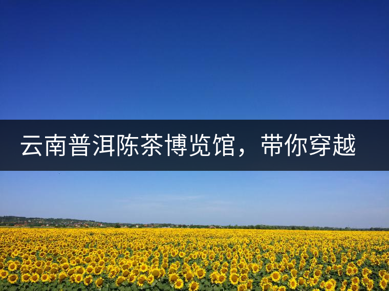 云南普洱陳茶博覽館，帶你穿越時(shí)光，品普洱老茶