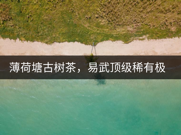 薄荷塘古樹茶，易武頂級稀有極品