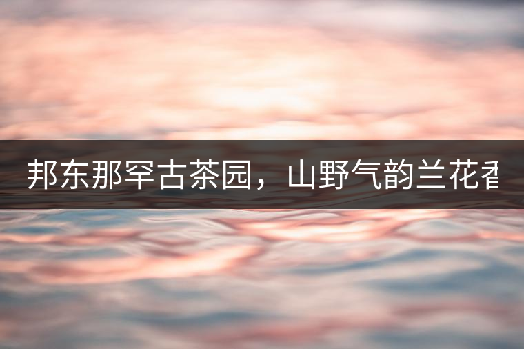邦東那罕古茶園，山野氣韻蘭花香！