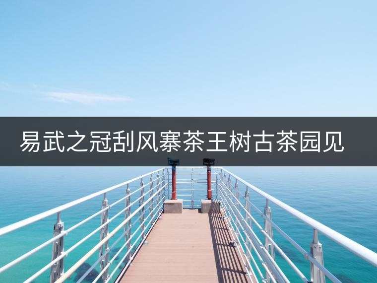 易武之冠刮風(fēng)寨茶王樹古茶園見聞