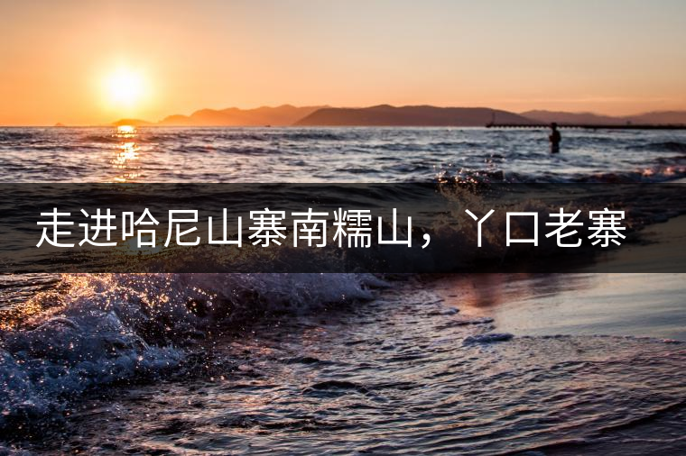 走進(jìn)哈尼山寨南糯山，丫口老寨普洱茶特點(diǎn)