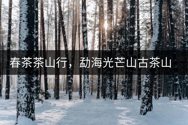 春茶茶山行，勐海光芒山古茶山你去過嗎？