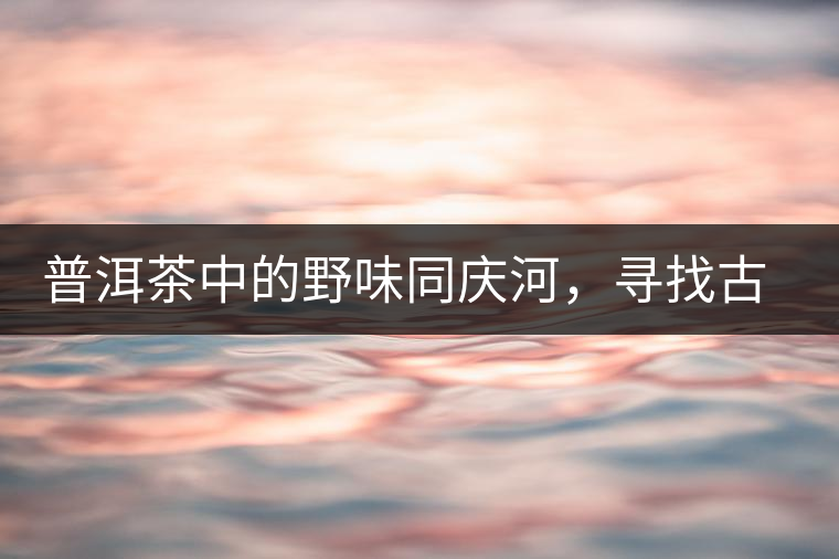 普洱茶中的野味同慶河，尋找古樹(shù)茶山新寵的蹤跡